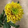 CHR.1PT ROSSANO ORANGE